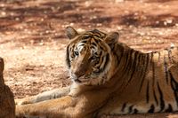 Tiger (Thailand) animal601