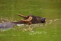 Wasserb&uuml;ffel2 / water buffalo2 (Thailand) animal609