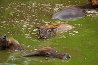 Wasserb&uuml;ffel3 / water buffalo3 (Thailand) animal610