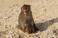 Affe / monkey (Halong Bay Vietnam) animal611