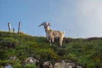 Ziege / goat (Frankreich - France) animal612