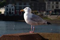 M&ouml;we / seagull (Oban Schottland - Scotland) animal613