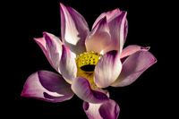 plant503 - indische Lotusblume / indian lotus flower - Thailand