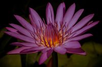 plant507 - lila Lotusblume / purple lotus flower - Thailand