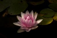plant511 - Seerose / water lily - Thailand