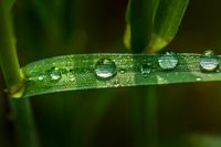 plant513 - Wassertropfen auf Blatt / drops of water on leaf - Germany