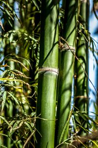 plant583 - Bambus 1/ bamboo1 - Vietnam