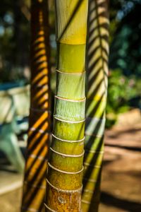 plant584 - Bambus2 / bamboo2 - Vietnam