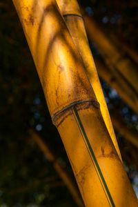 plant585 - Bambus3 / bamboo3 - Vietnam