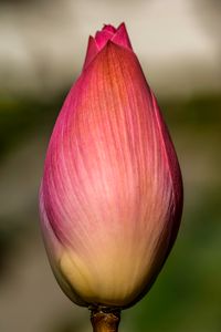 plant587 - Lotusbl&uuml;te1 / lotus bloom1 - Thailand