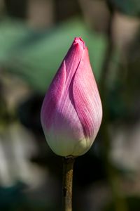 plant588 - Lotusbl&uuml;te2 / lotus bloom2 - Thailand