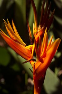 plant589 - Papageienblume / parrot flower _ Malaysia