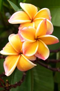 plant590 - Tempelblume / frangipani - Thailand