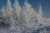 Schnee B&auml;ume / snow trees (Deutschland - Germany) winter811