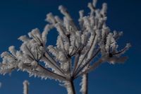 Eisblume / ice flower (Finnland - Finland) winter812