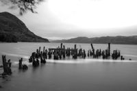 Holzpf&auml;hle / wooden poles (Loch Ness / Schottland - Scotland) b&amp;w138