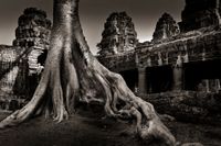 banyan tree (Ta Phrom / Kambodscha - Cambodia) b&amp;w144